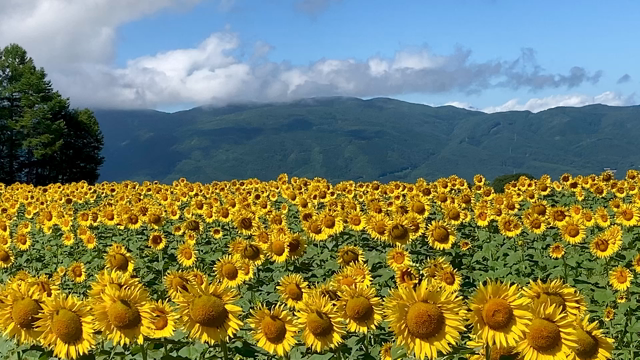 ひまわり畑の記事動画