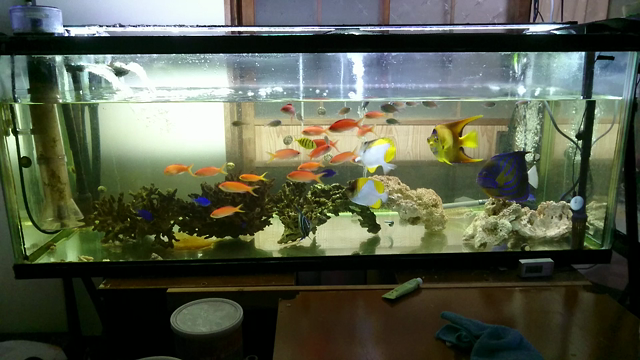 釣り熱からの我が家の水族館の記事動画