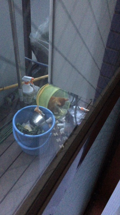 ＊野良猫さんの親子＊の記事動画