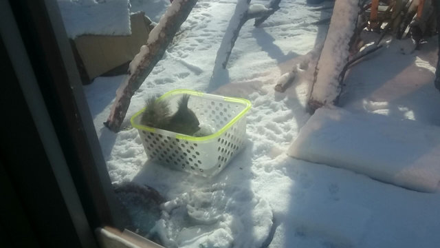 いよいよ。の記事動画