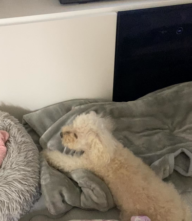 人(わん)格が変わる〜すみれちゃんの記事動画