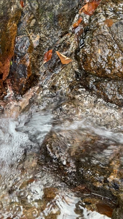 【完売御礼】エース級の強さを持つ 最初の一歩ブレスの記事動画