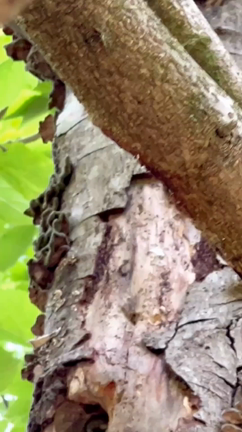 自然・J運営と解任の記事動画