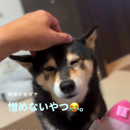 あざとい黒柴あずきの記事動画