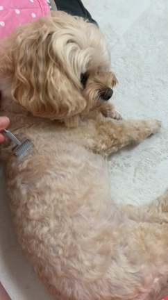 むぎちゃん、5度目のアレルギー検査したょ☆の記事動画