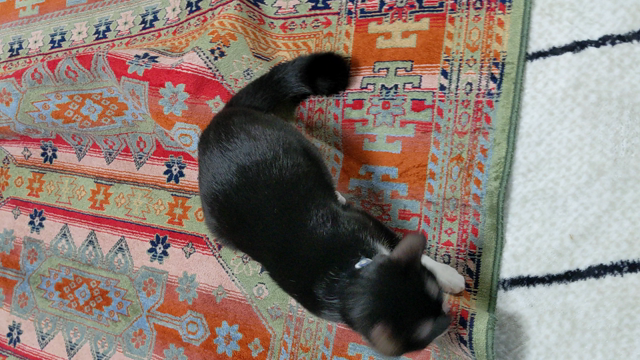 かにかにかーにの記事動画