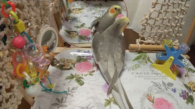 お盆休み最終日の記事動画