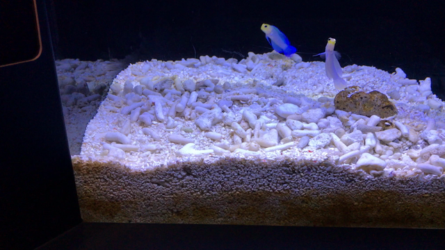 3日目の上野♪パンダ撃沈からのスカイツリー♪の記事動画