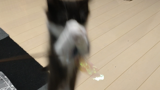 猫命名の記事動画