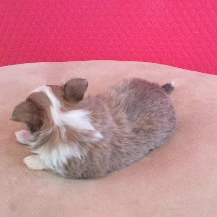 あま〜いお顔のお二人さんの記事動画