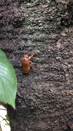 抜け殻？！の記事動画