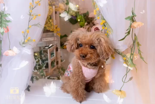 2/2、2/3の営業情報と2/10撮影会のお知らせ。の記事動画