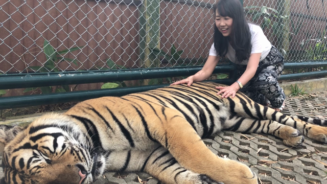 あけましておめでとうございます寅年の記事動画