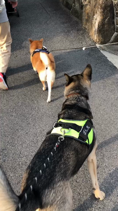 お花見〜黄金山を登るの記事動画