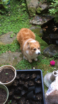 またやらかした・・・の記事動画