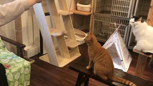 お気に入りのおもちゃの記事動画