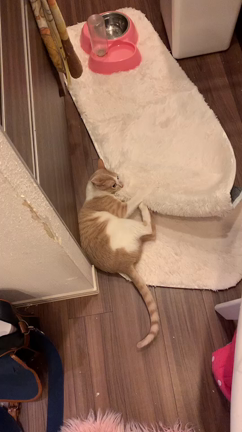 ✨野生の本能恐るべし✨の記事動画