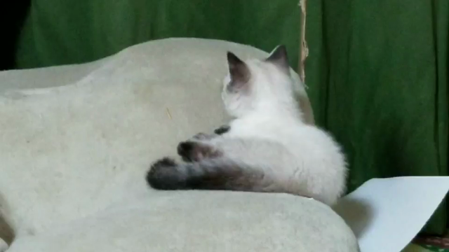 予想どおりの記事動画