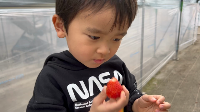 おでかけ写真のよくある失敗３つを、いちご狩りで振り返るの記事動画