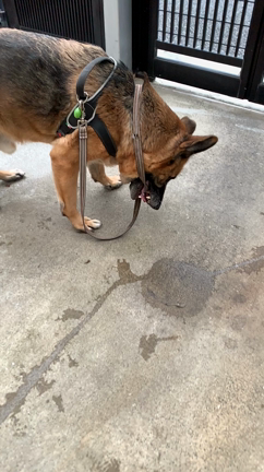 クリスマスローズが咲いてたねの記事動画