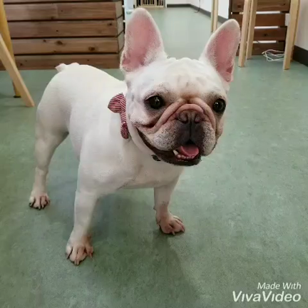 犬と上手に遊ぶにはの記事動画