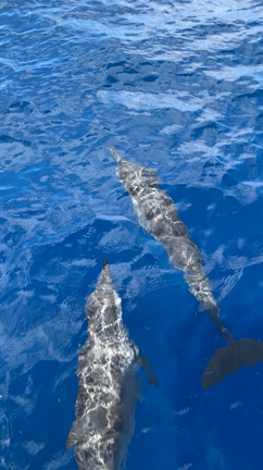 パラオから帰ってきましたの記事動画