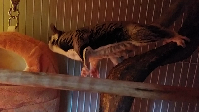 フクモモと陸ガメの記事動画