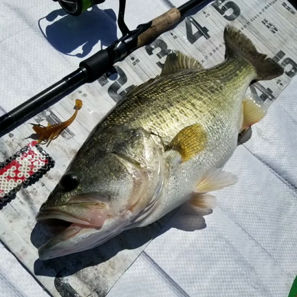 待ち続けたら？最後の3投宣言で連続2匹釣れました！の記事動画