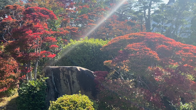 【お知らせ】2020年『どうだん亭』秋の一般公開〈尾張旭市〉の記事動画