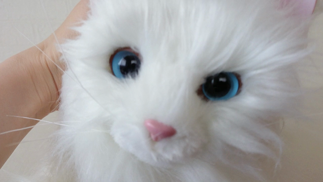 うちの猫がただただカワイイんです。の記事動画