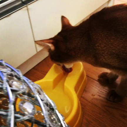 水飲み。の記事動画