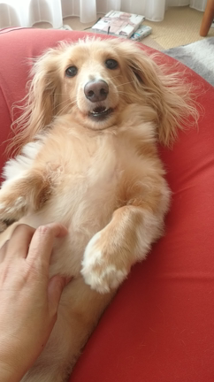 しみとり。の記事動画