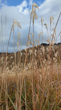 花と温泉と曽爾高原寒かった〜の記事動画