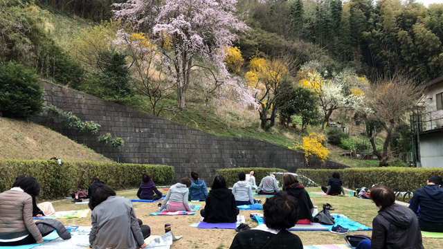 桜満開！！晴れジンクスのGreen Yoga 〜桜 de yoga〜の記事動画