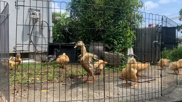 お店の前のスペースに、アヒル用のプールを設置しました！の記事動画