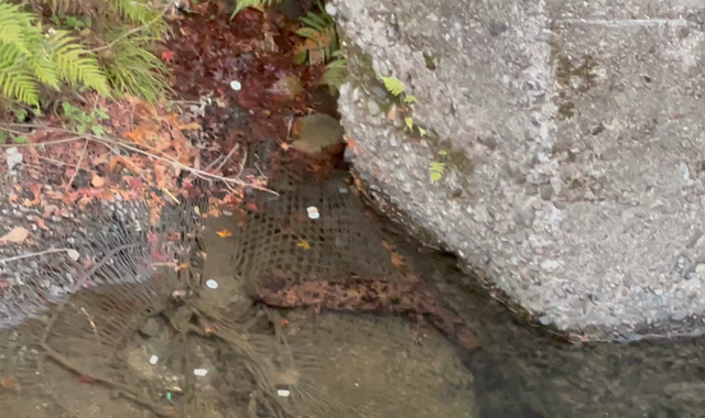 箕面の滝とカワガラスの記事動画