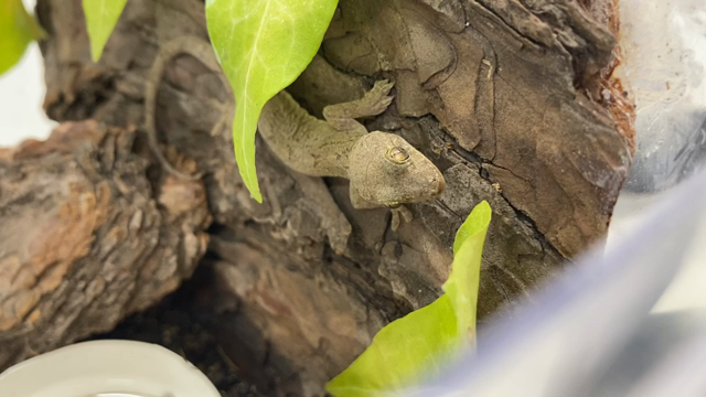 ヤモリ捕まえた～の記事動画