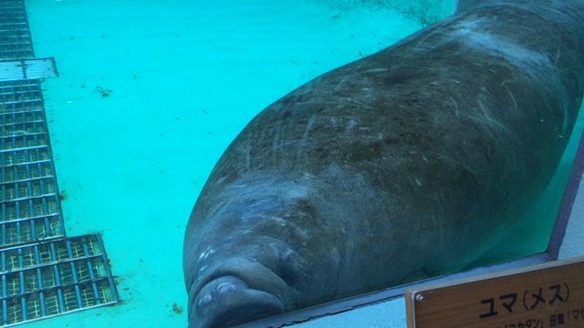 沖縄上陸！いざ美ら海水族館！の記事動画