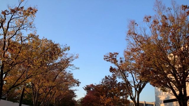 紅葉〜☆の記事動画