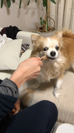 息子抜きのクリスマスの記事動画