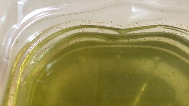 The daphnia ⑧の記事動画