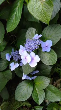 暮らしに花を〜アジサイの花のヒミツの記事動画