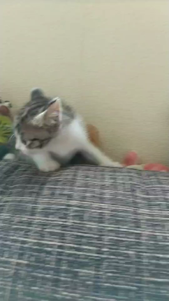 ビビんなよ 追記の記事動画