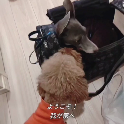 新しい家族の記事動画