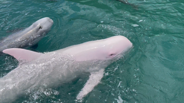 速玉大社　2/2の記事動画