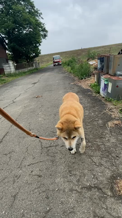 ”剛から感謝のメッセージ”の記事動画