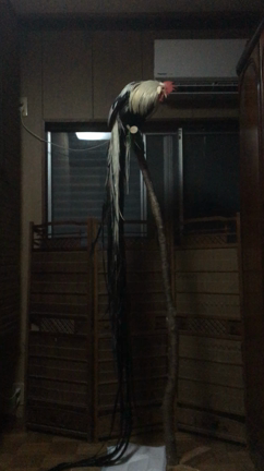 尾長鶏のシャンプーの記事動画