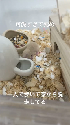 ハムスター育成日記の記事動画