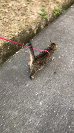 にゃんぽの記事動画