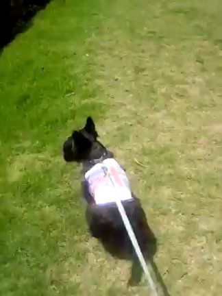 走るマメPart2そして…の記事動画